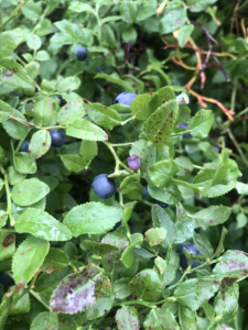 Blaubeeren sammeln in Schweden