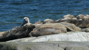Seehunde in Utklippan